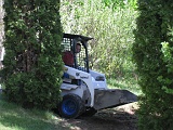 Bobcat!!